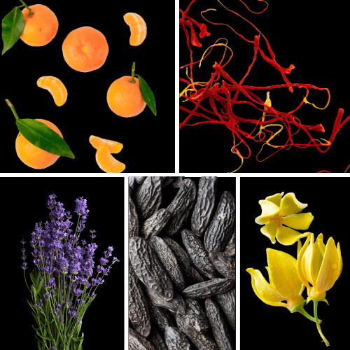 Preview: Duftnoten: Mandarine, Safran, Lavendel, Tonkabohne, Yang-Ylang